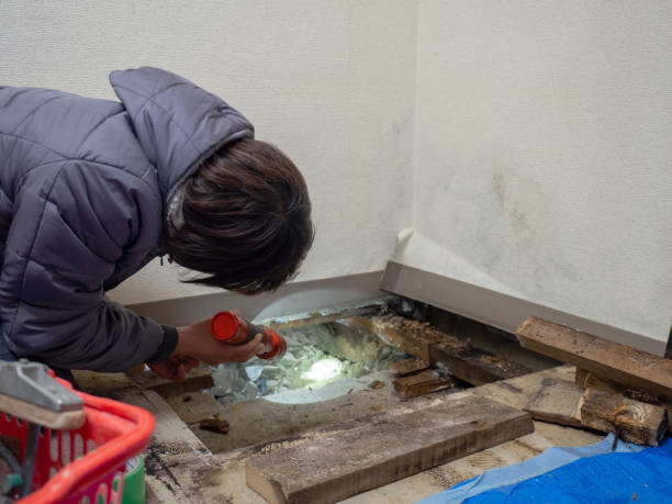 Best Crawl Space Mold Remediation  in Grayson Vley, AL